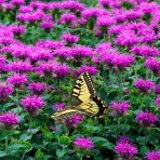 Monarda dvojdomá (Monarda didyma) ´Bee Free´ - výška 20-30 cm, kont. C1,5L